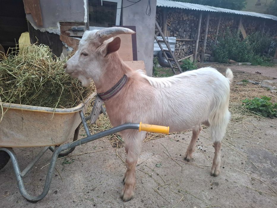 Țap de vânzare, 5 luni