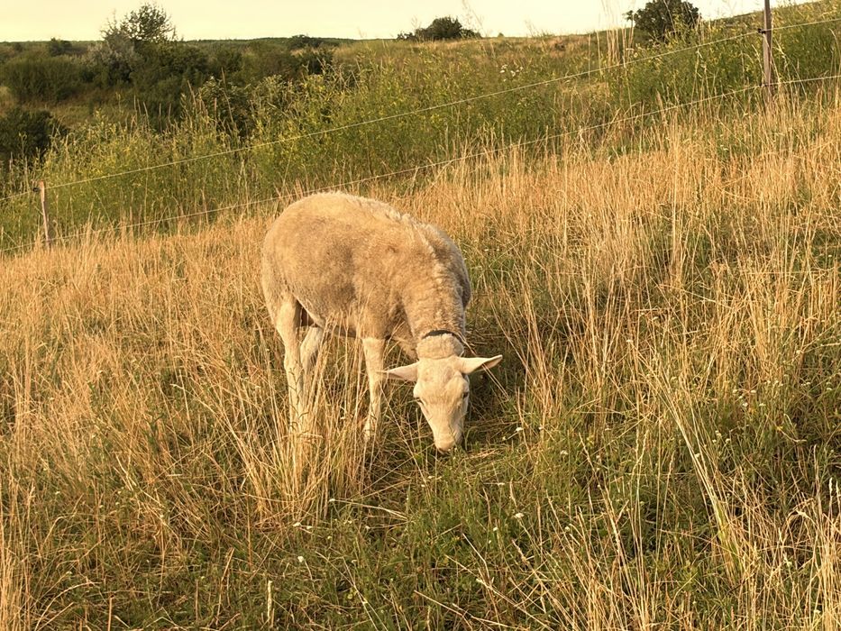 Oi texel