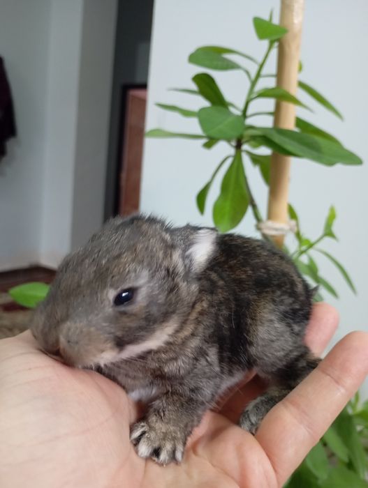 Quyon oilasi bilan sotiladi bitta erkak ikkita urgʻochi va bolalari