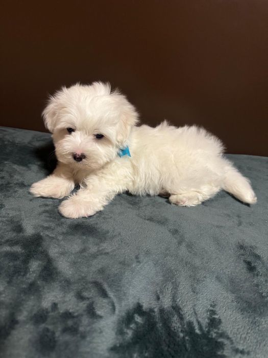 Bichon maltez mini toy baietel