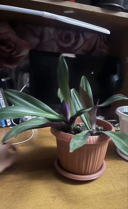 сансевиерия муншайн 5000