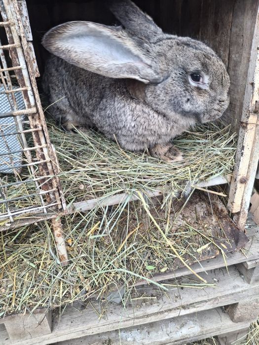 Vand iepruri din diferite rase