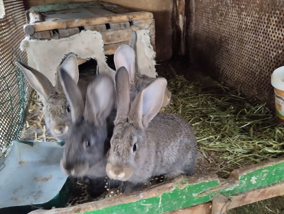 Quyonlar Flandr zotdor