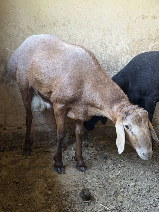 qoy sotiladi donda boqilgan