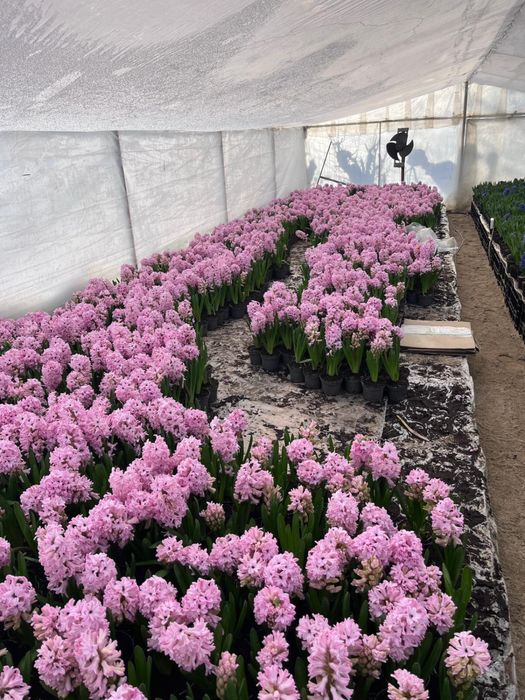 Vand zambile la ghiveci, calitatea I