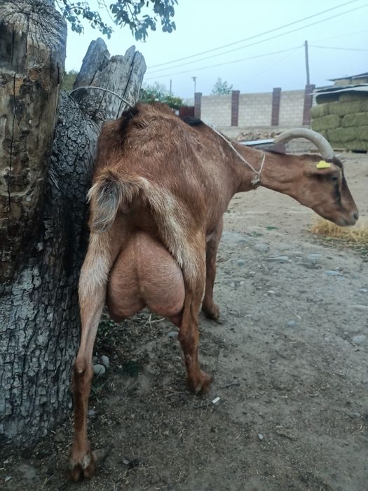 Сүндетпен немесе сүндетсіз жыныстық қатынас жақсы ма?