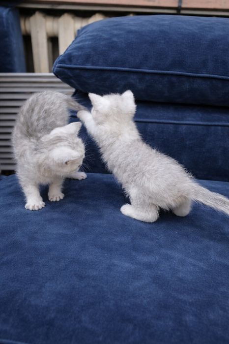 Серебро шиншилла котята