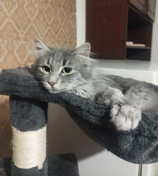 Принцеса търси дом