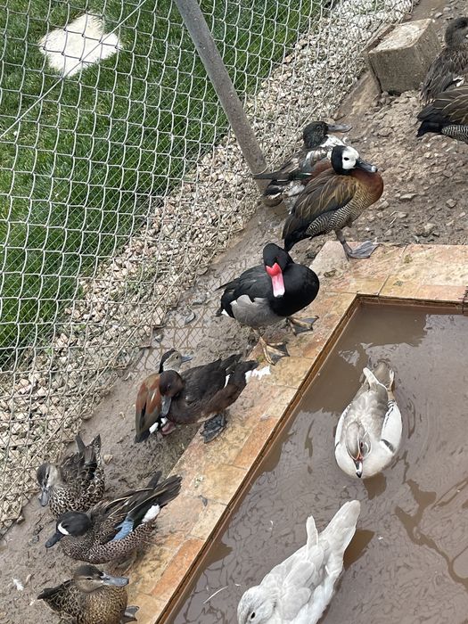 Vând rațe Micul Atlantic Standard și Argintiu