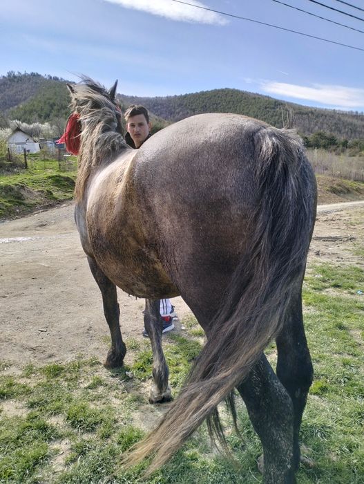 Vand.cal sau schimb 4 ani