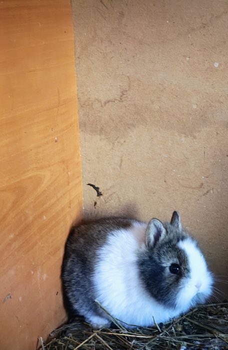 Декоративни зайчета