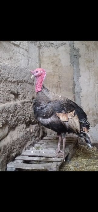 Продам пару индюков