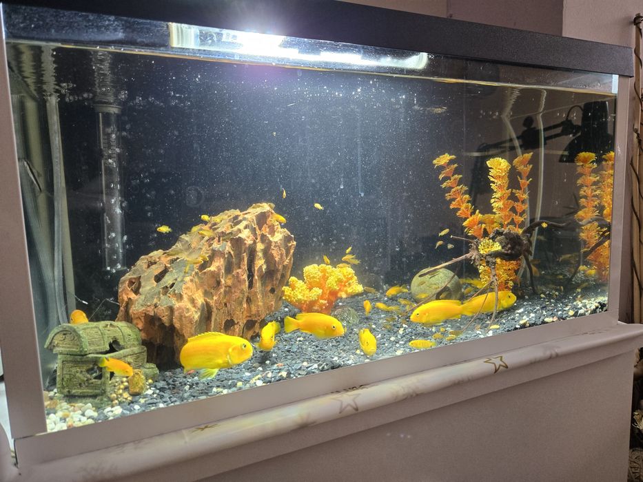 Африкански цихлиди