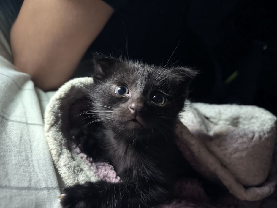 Котята даром в хорошие