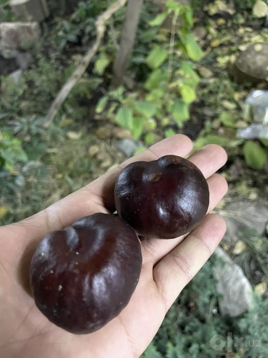 Каштан семена уриги