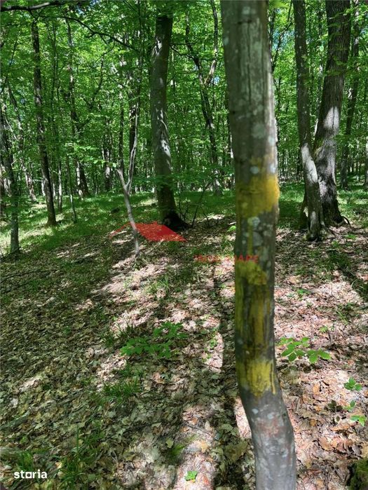 1 ha padure, Coldau