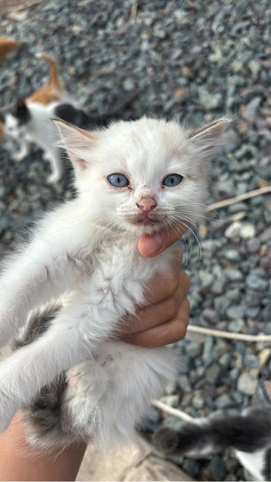 Котята отдам бесплатно в добрые руки