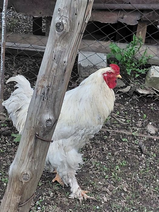 Продам петуха брама