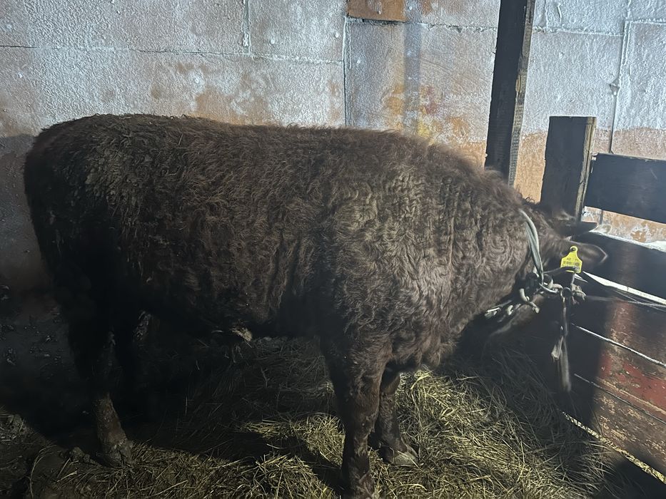 Бұқалақ 1жарым жылдық