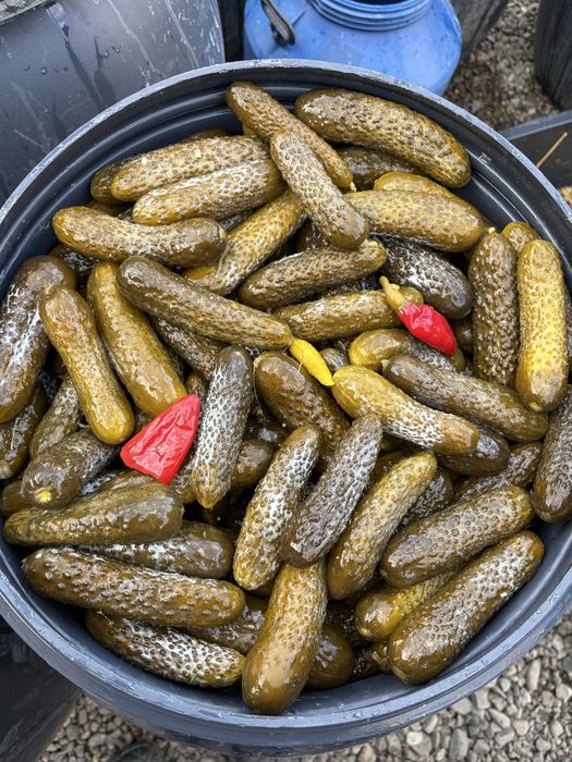 varza,castraveti murati