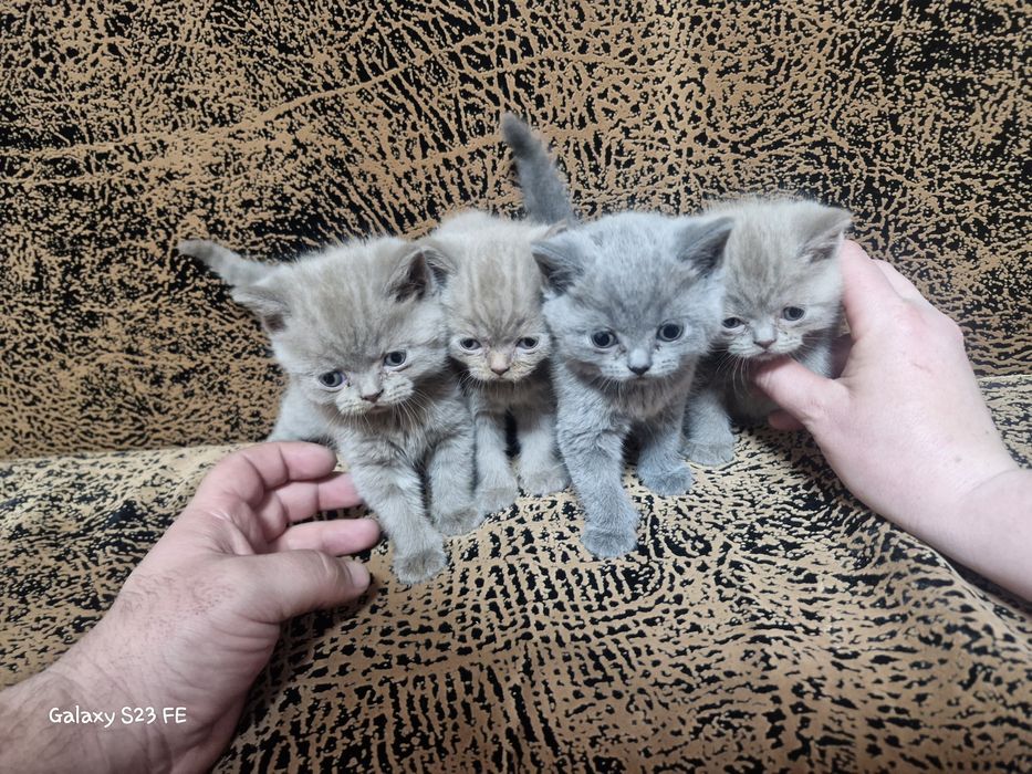 Продам Британские Котята