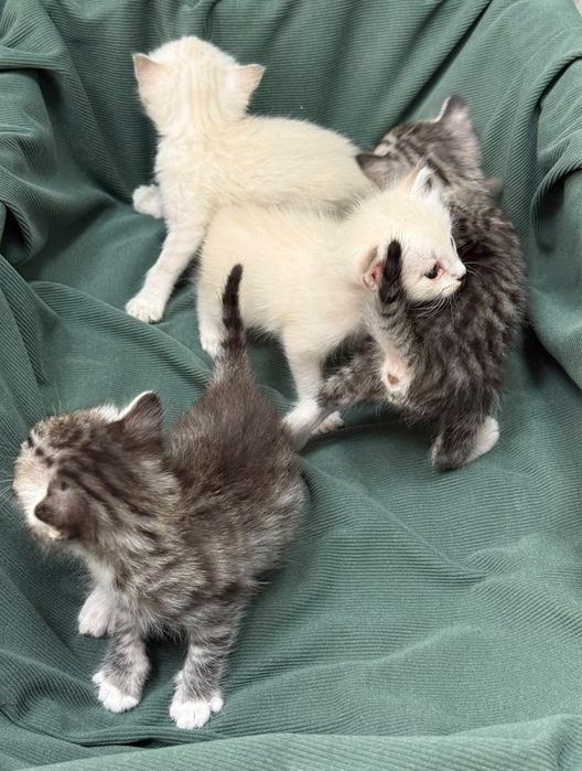 Котята ищут дом!