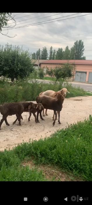 1 ta ona qòy 2 ta bolasi blan