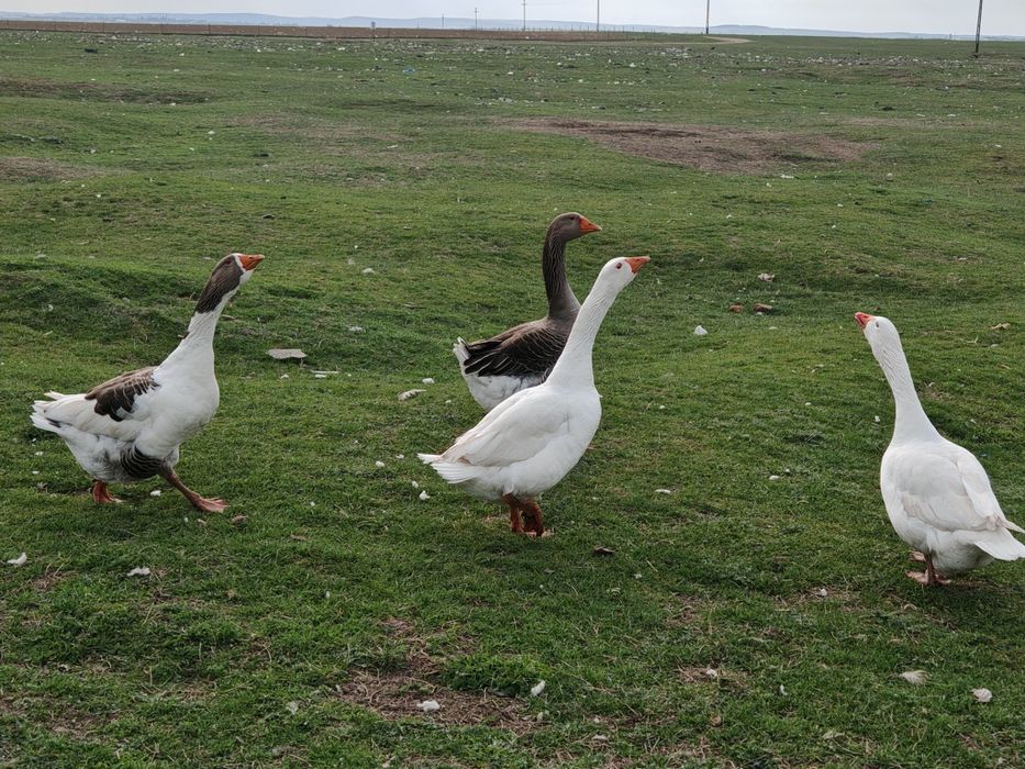 Gâscani sau perechi