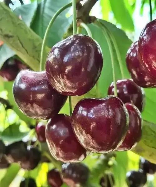 Cireș (Soiul Kordia )