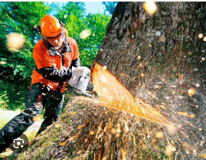 Спил деревьев любой сложности
