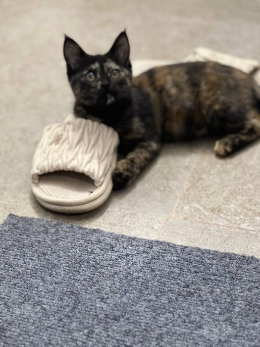 Срочно одам кошка