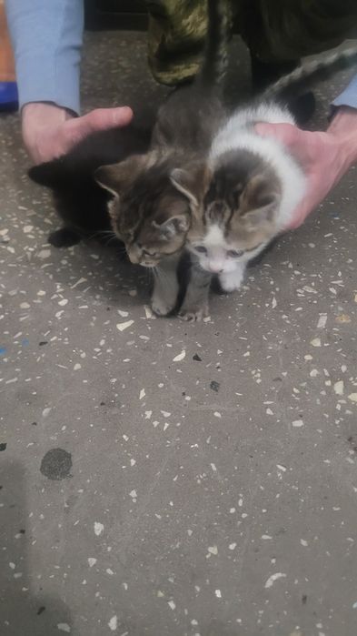 Котята в добрые руки