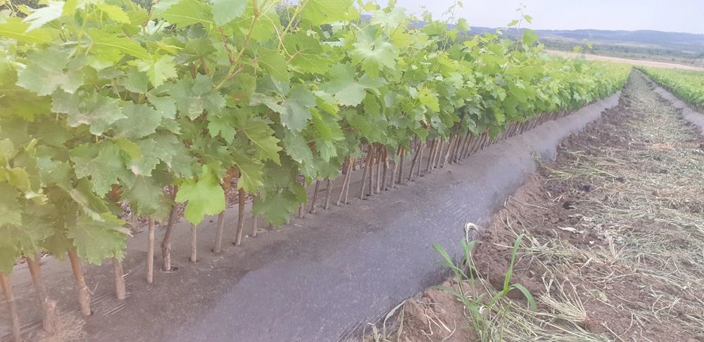 Pomi fructiferi si vita de vie