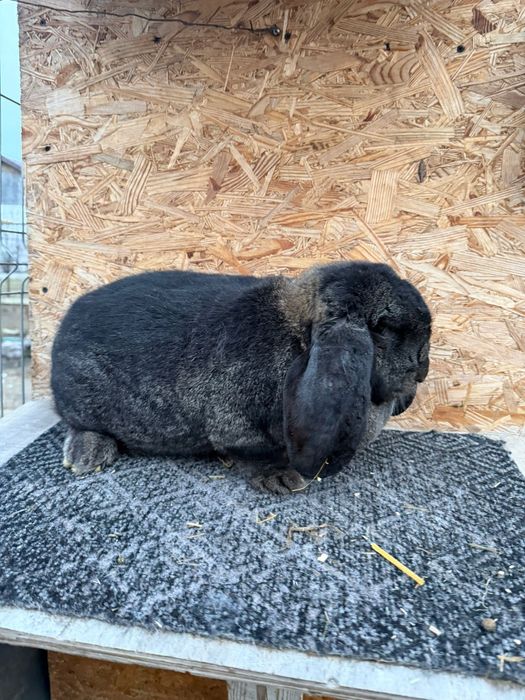 Iepuri Berbec German