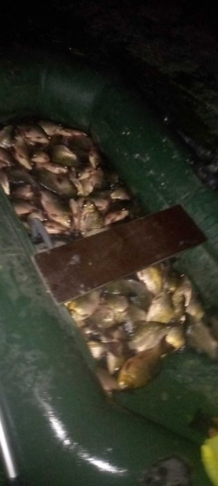 Карась крупный от 400 до 800 но жирный