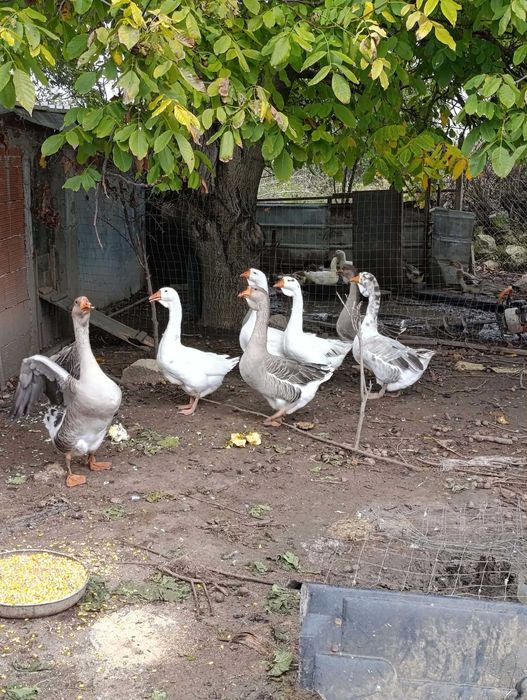 Продавам осем  гъски