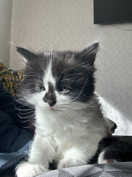 Отдам замечательных котят в добрые руки