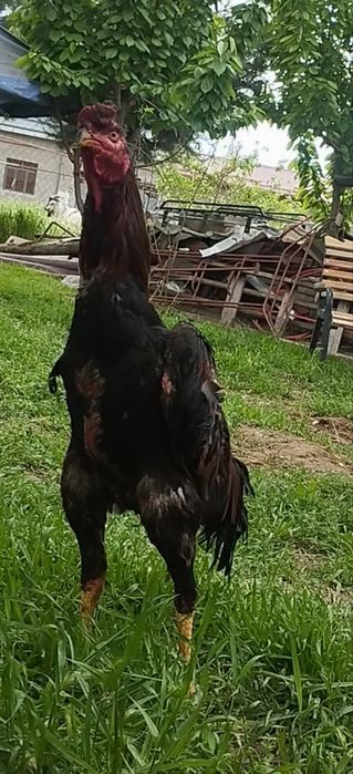 Жужа йошга тулган 5 та ютги бор Шаман гибрид срочно сотлади срочно 4.5