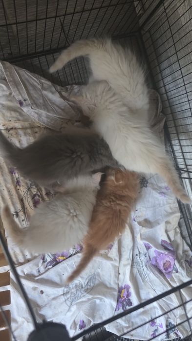 Отдам котят в хорошие руки