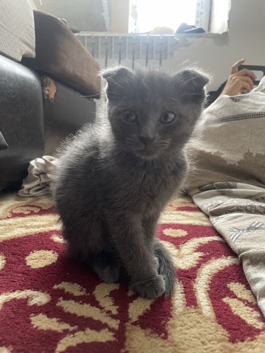 Серый котенок добрые руки