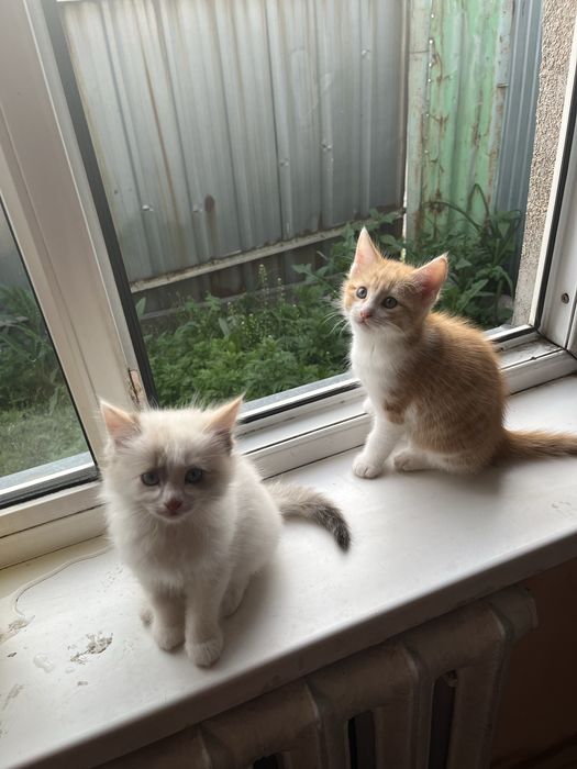 Отдам котят в добрые руки