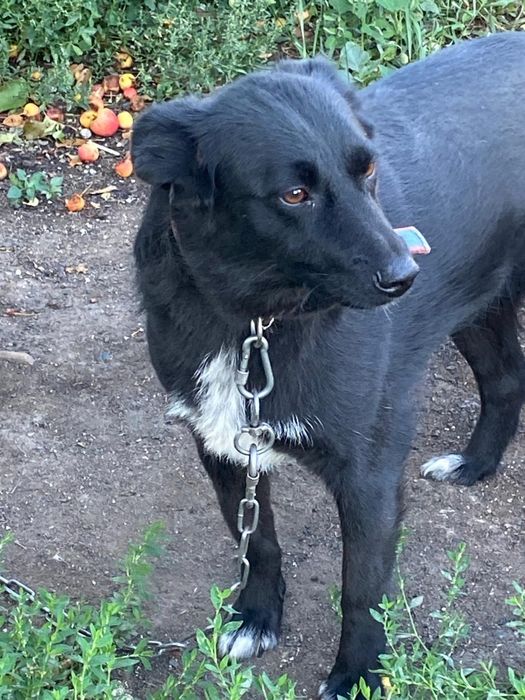 Ищем дом собачулям