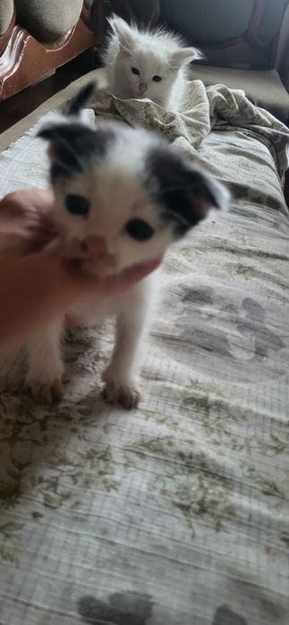 Супер котята ждут свои ручки