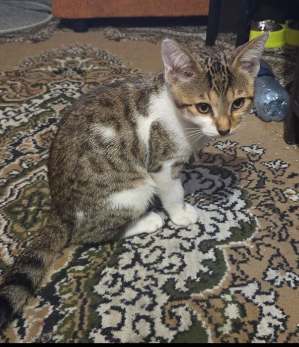Отдаем котёнка в добрые руки