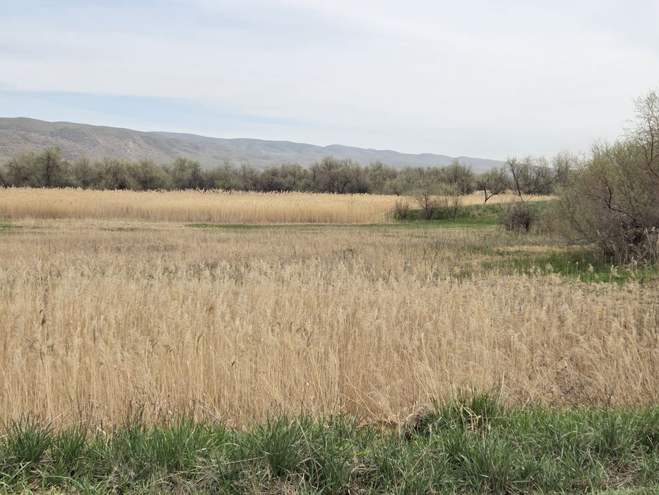 Фазенда продается