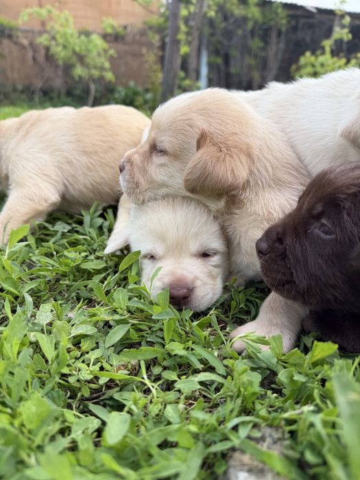 Продам щенков лабрадора