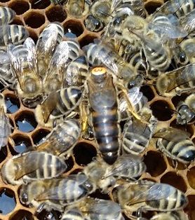 Matci Carnica 5+1 gratis (Material genetic din Slovenia)