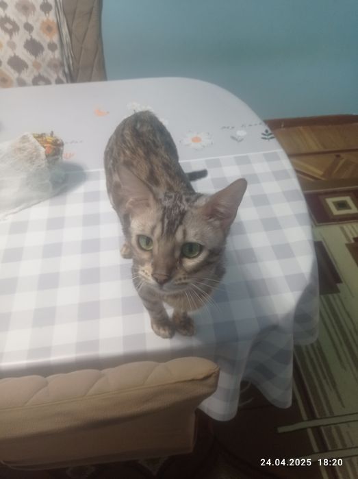 Бенгальский кошка