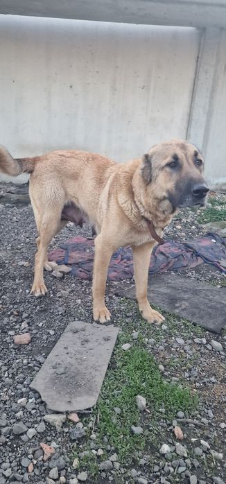 Чистокръвни Кангали