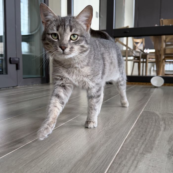 Отдам котенка в добрые руки